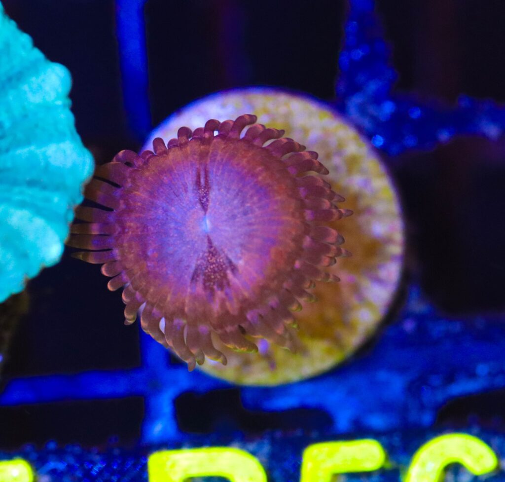Frag Box Corals