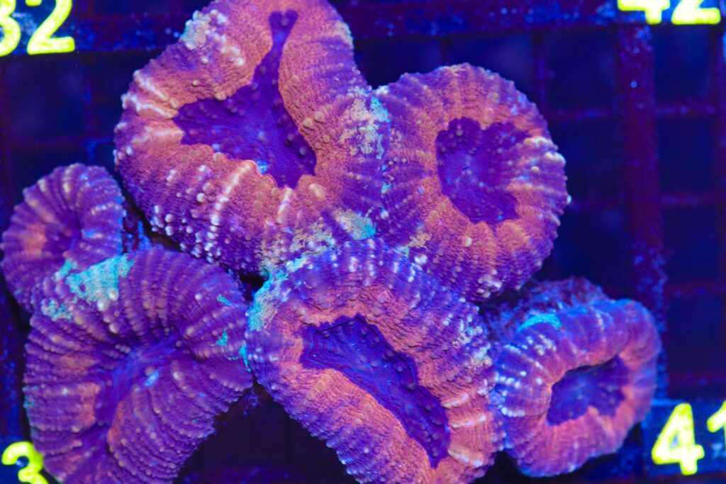Frag Box Corals