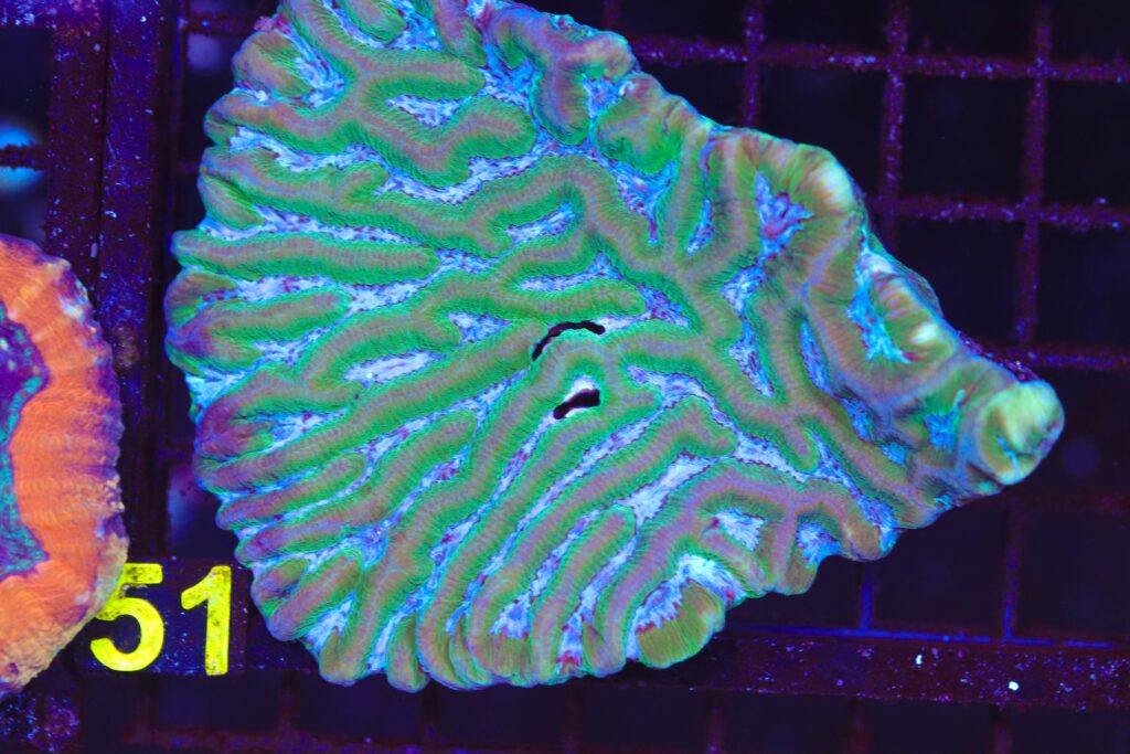 Frag Box Corals