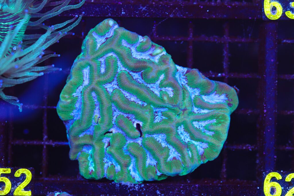 Frag Box Corals