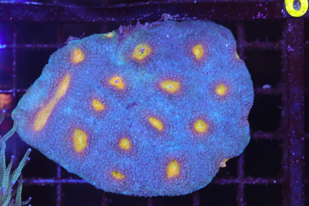 Frag Box Corals