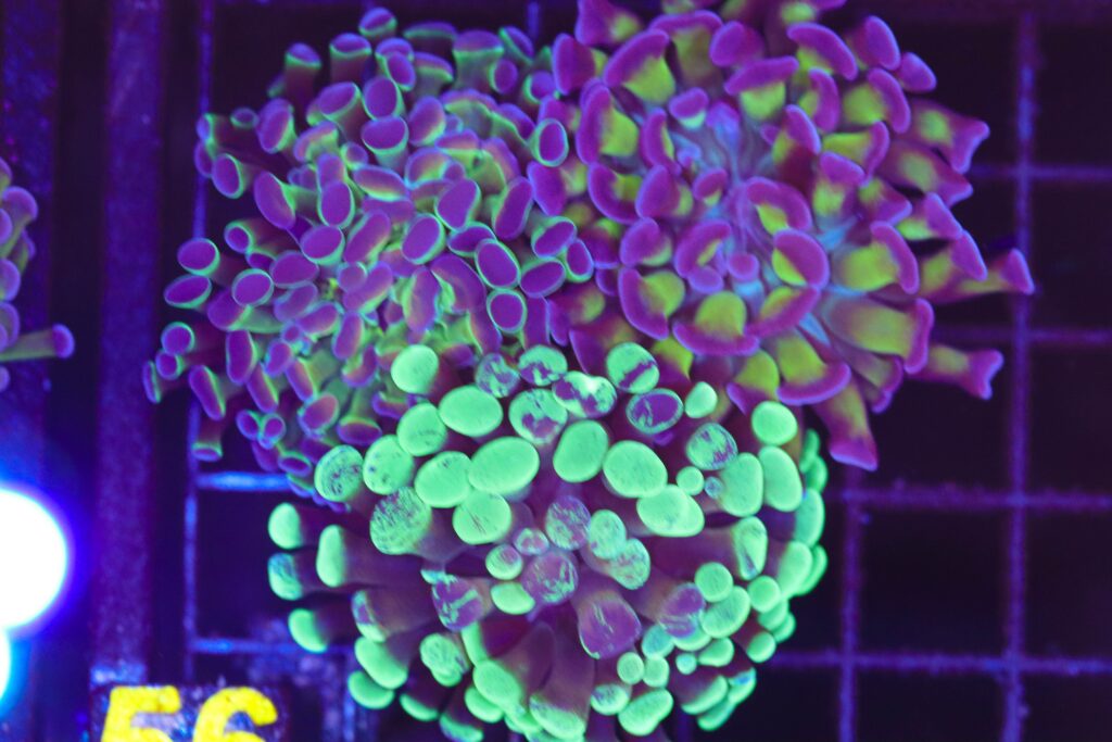 Frag Box Corals