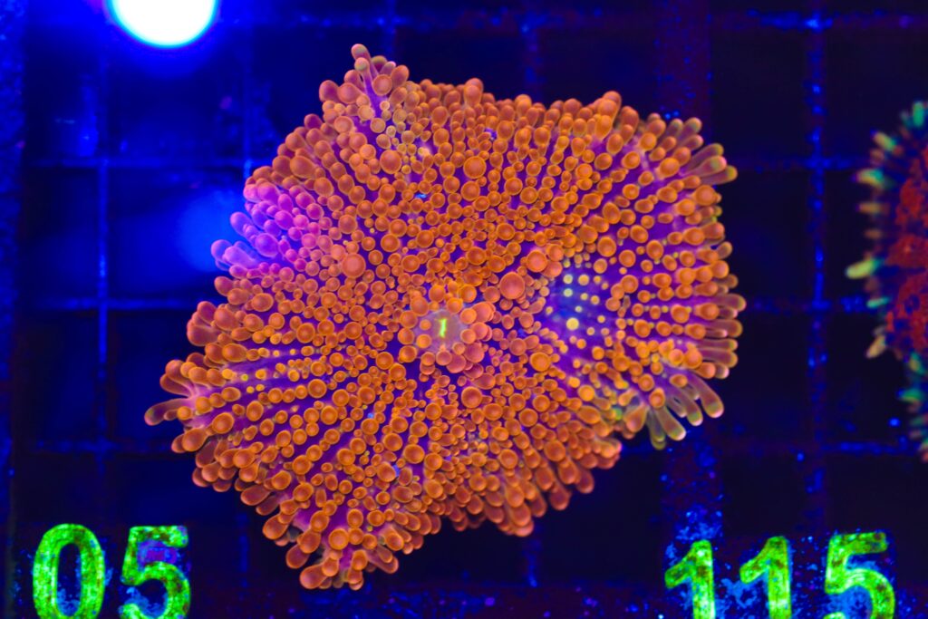 Frag Box Corals