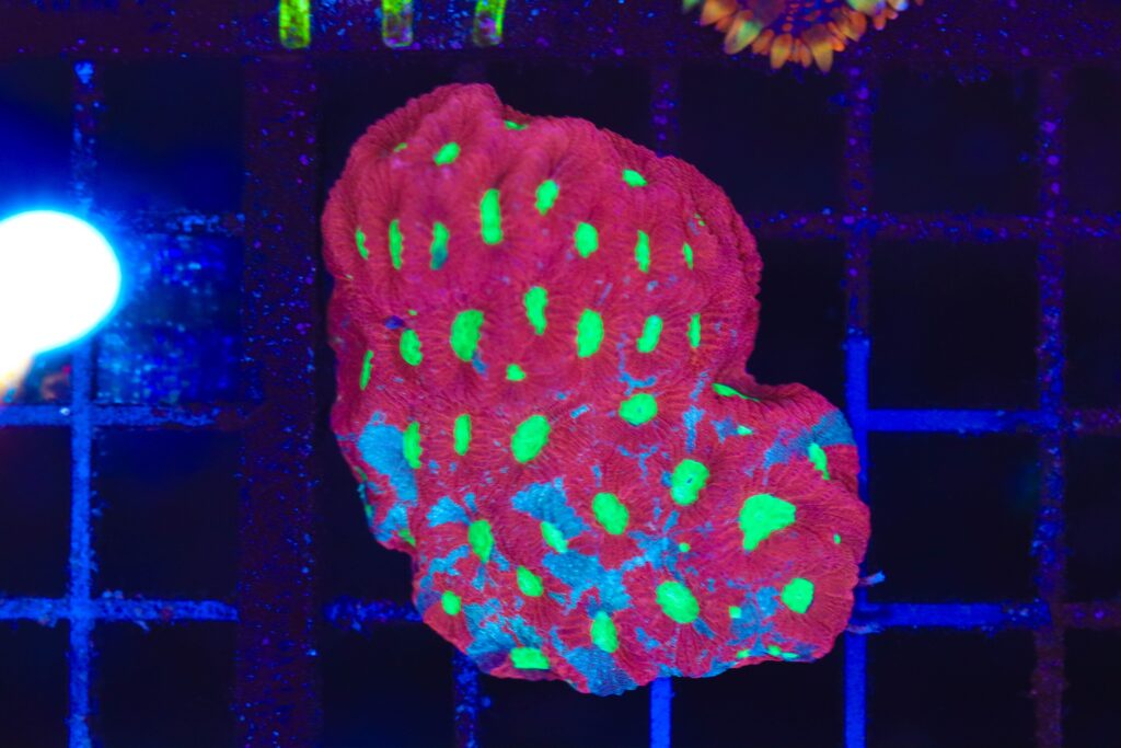 Frag Box Corals