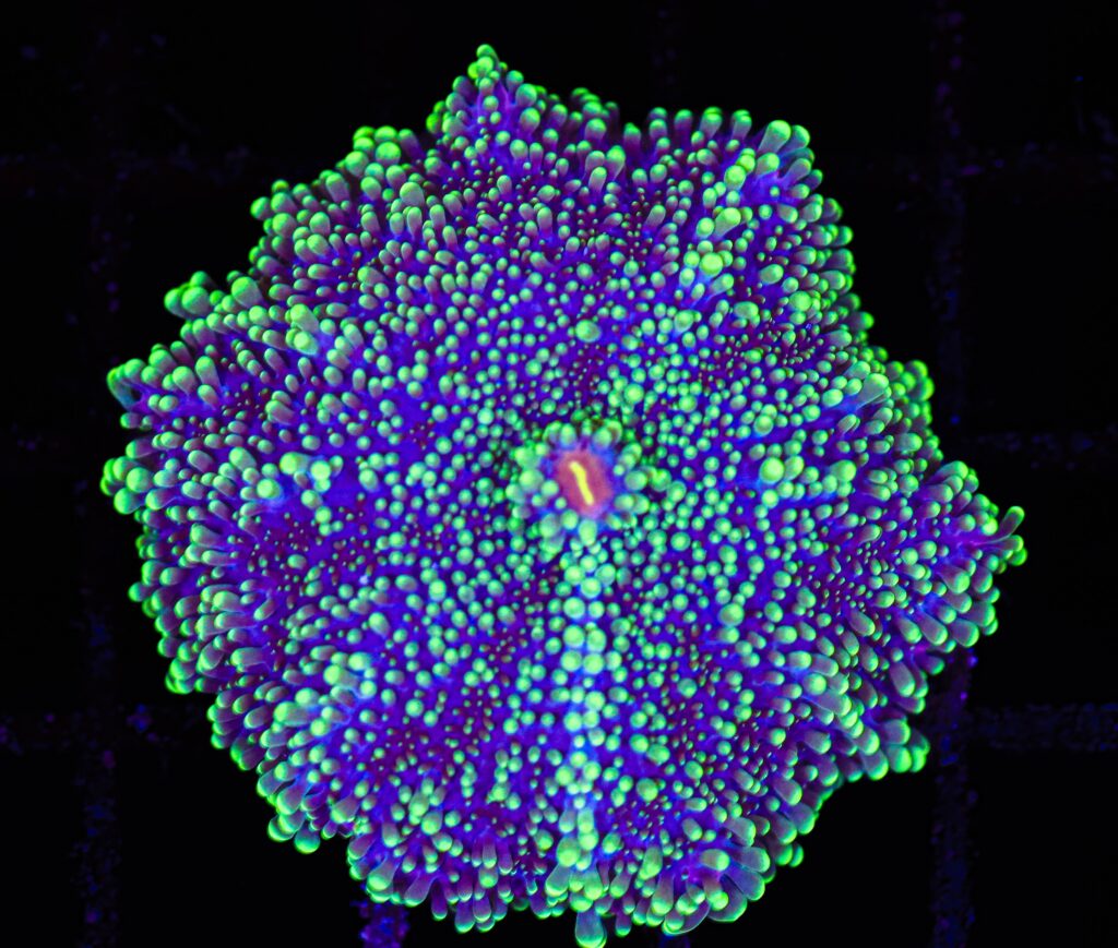 Frag Box Corals