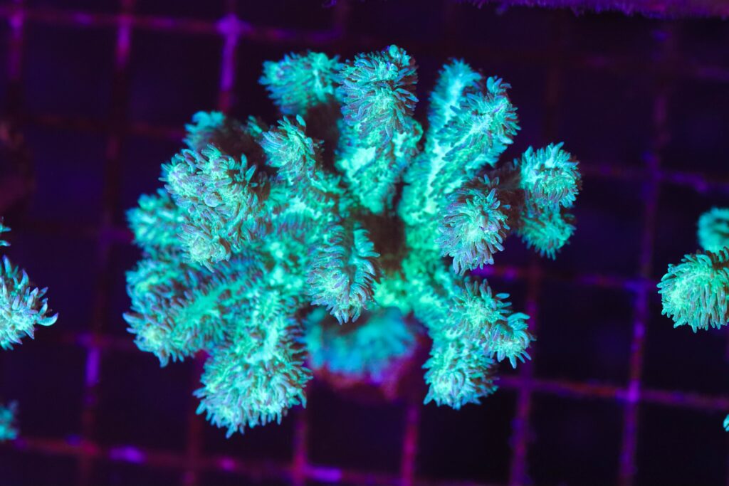 Frag Box Corals
