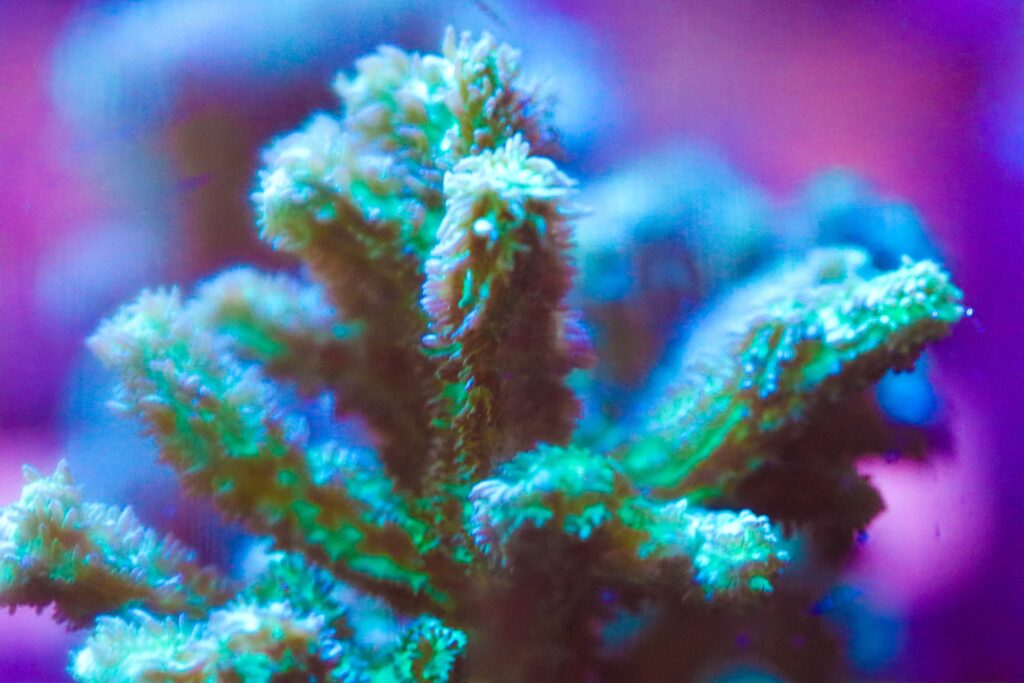 Frag Box Corals