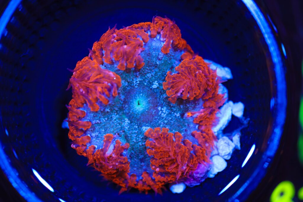 Frag Box Corals