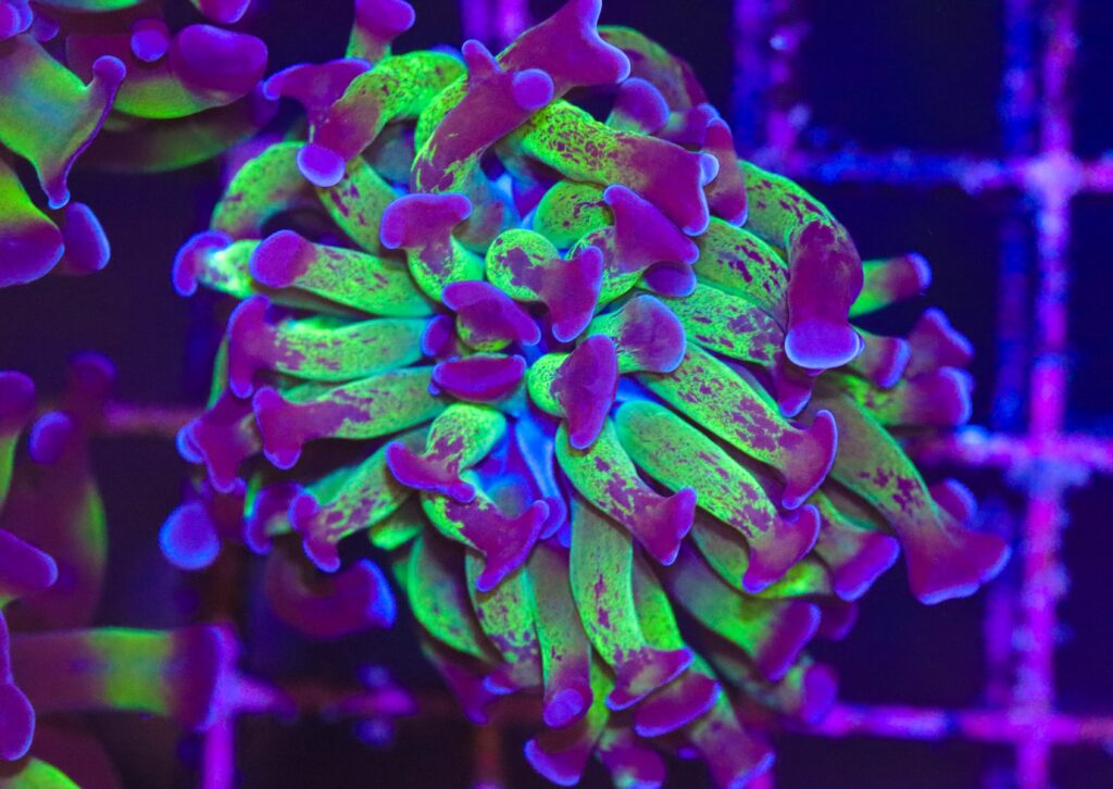 Frag Box Corals