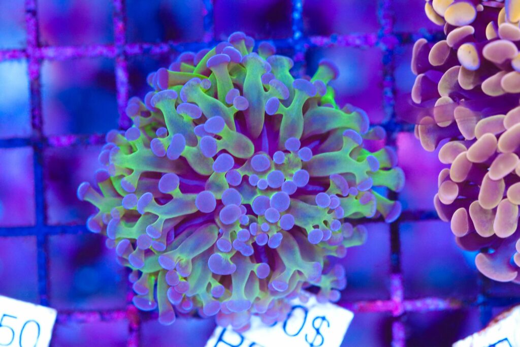 Frag Box Corals