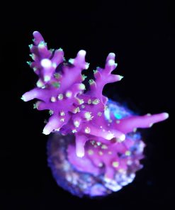 Pink Dragon Acropora (A18:B)