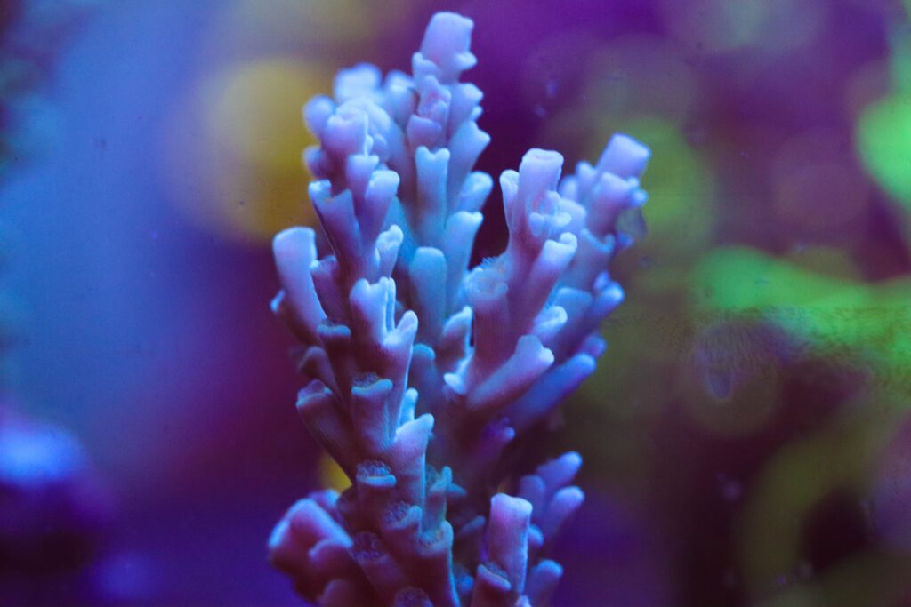 Frag Box Corals