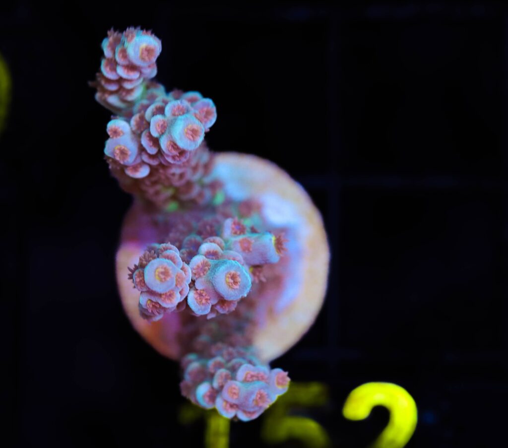 Frag Box Corals