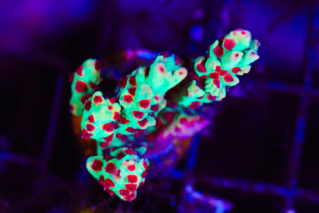 Frag Box Corals