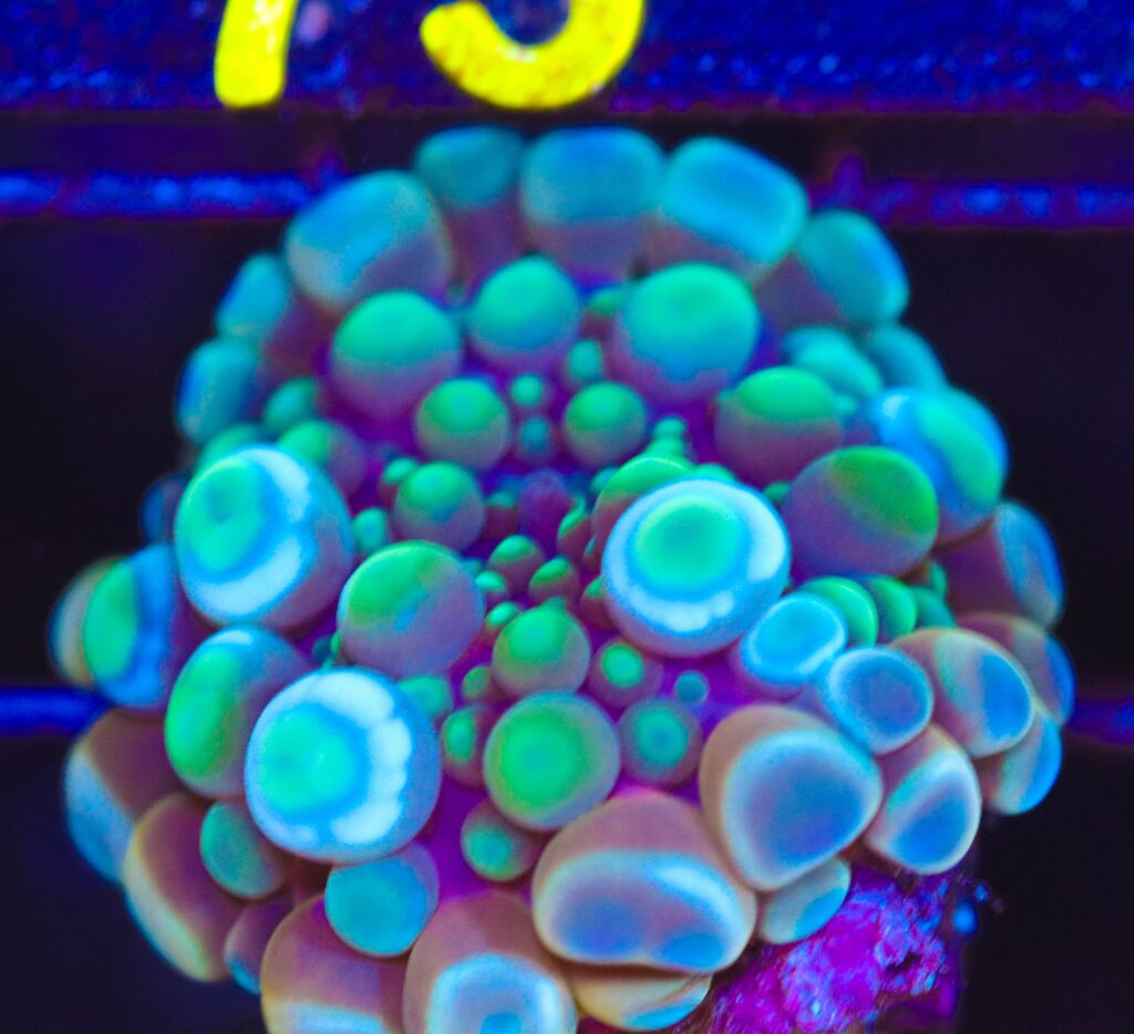 Frag Box Corals