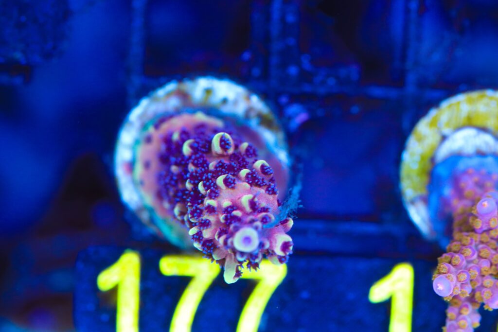 Frag Box Corals