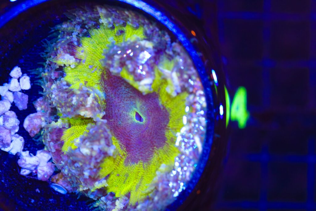 Frag Box Corals