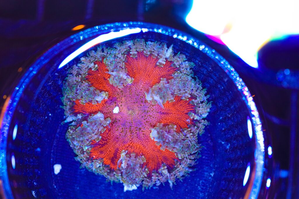 Frag Box Corals