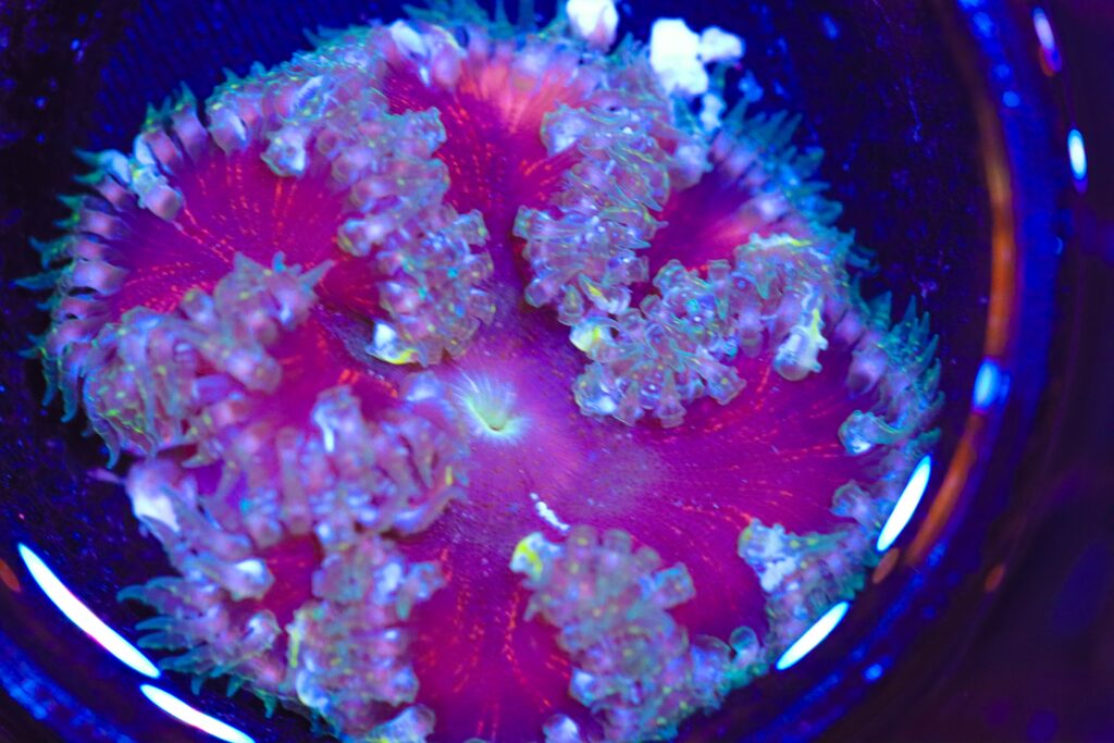 Frag Box Corals