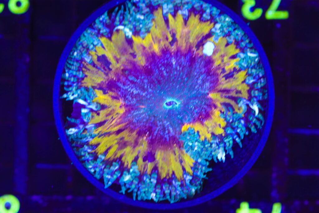 Frag Box Corals