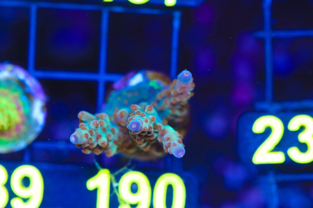Frag Box Corals