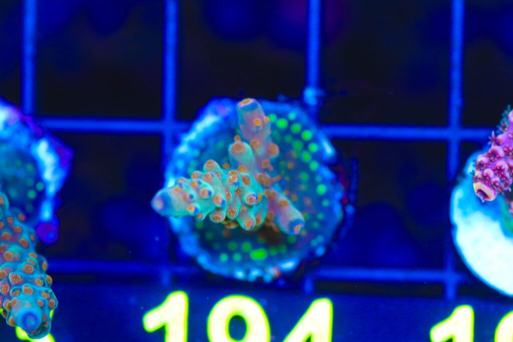 Frag Box Corals