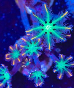 Orange Tip Clove Polyp Frag (Row #35B:)