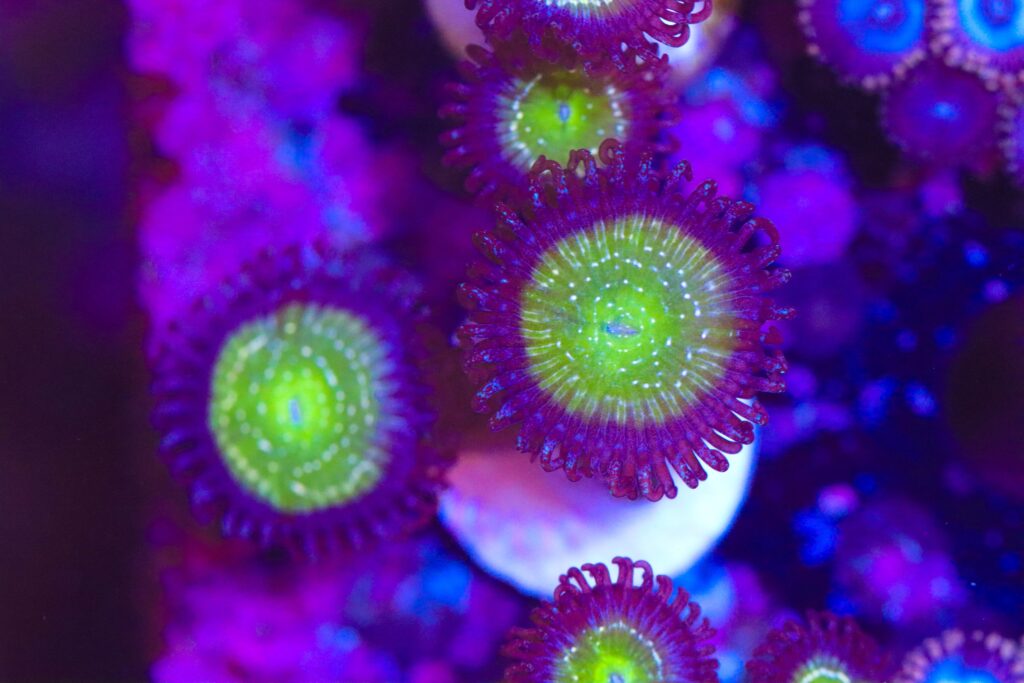 Frag Box Corals