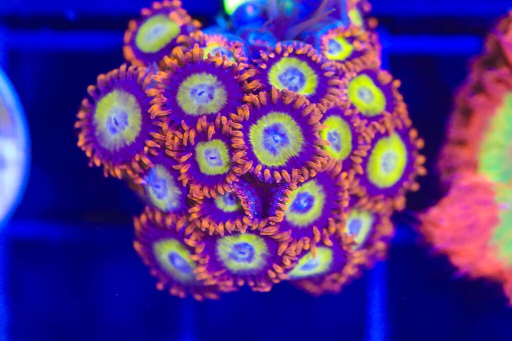 Frag Box Corals