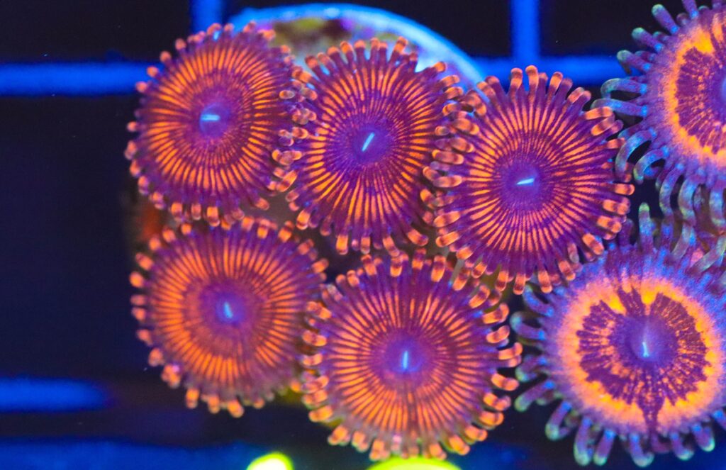 Frag Box Corals
