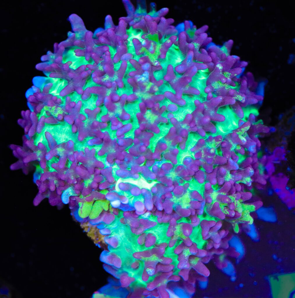 Frag Box Corals