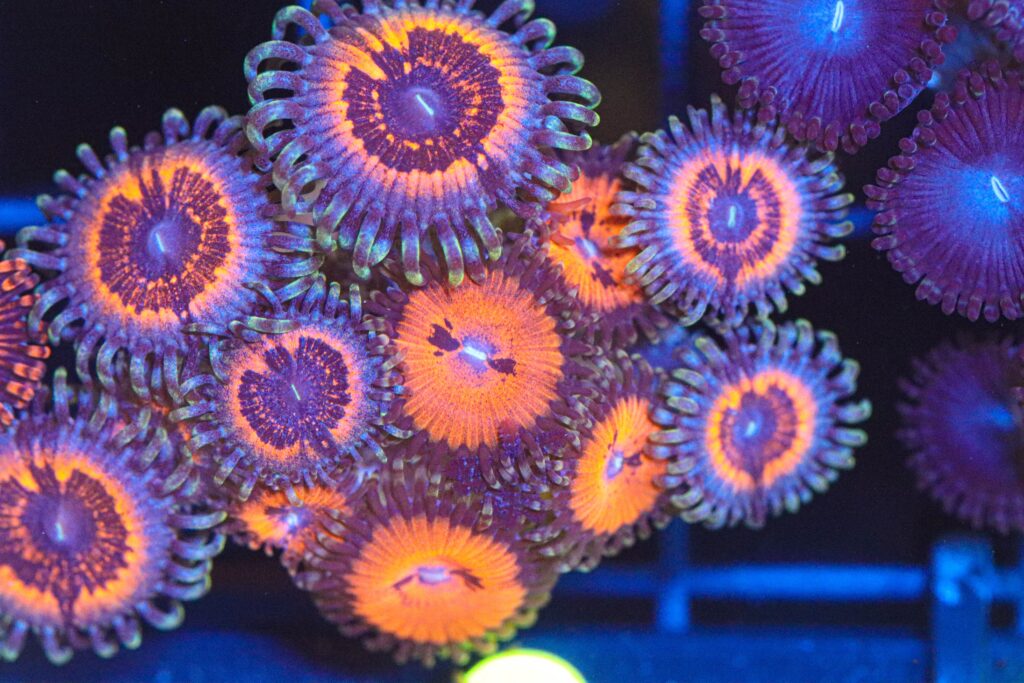 Frag Box Corals