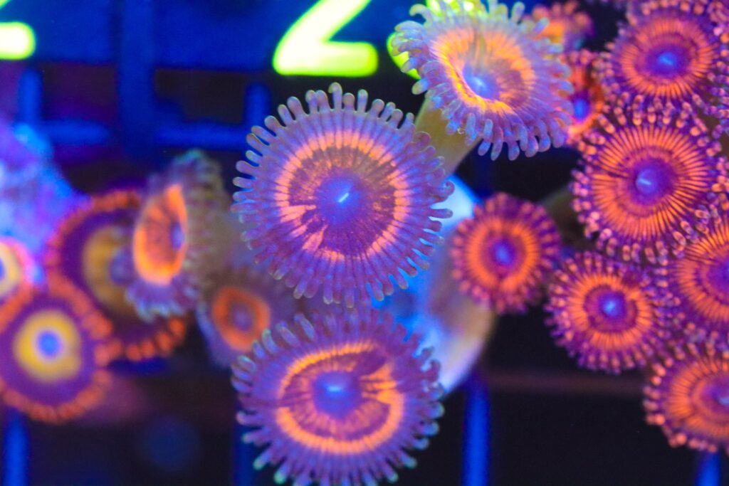 Frag Box Corals