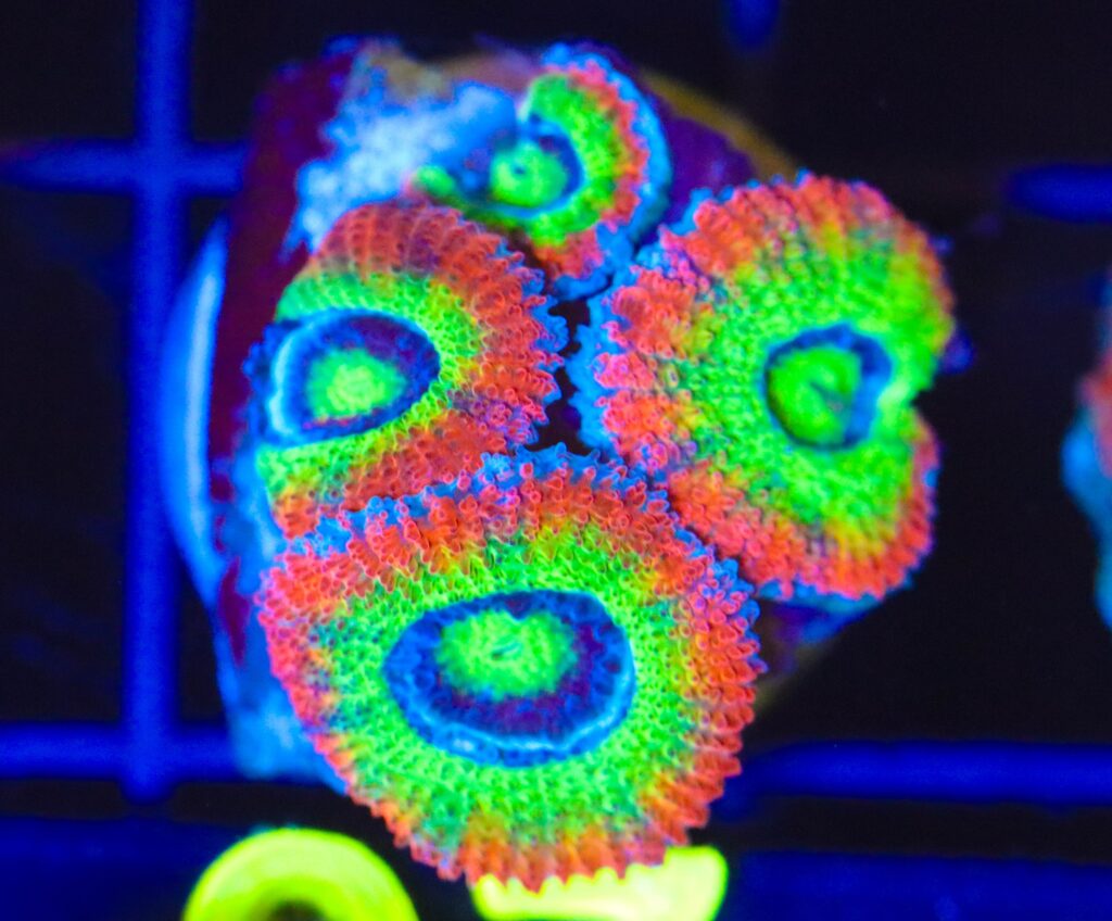 Frag Box Corals