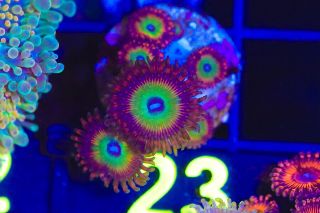 Frag Box Corals