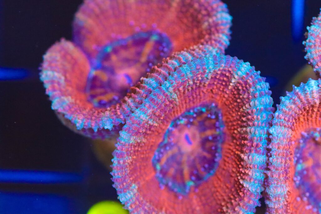 Frag Box Corals