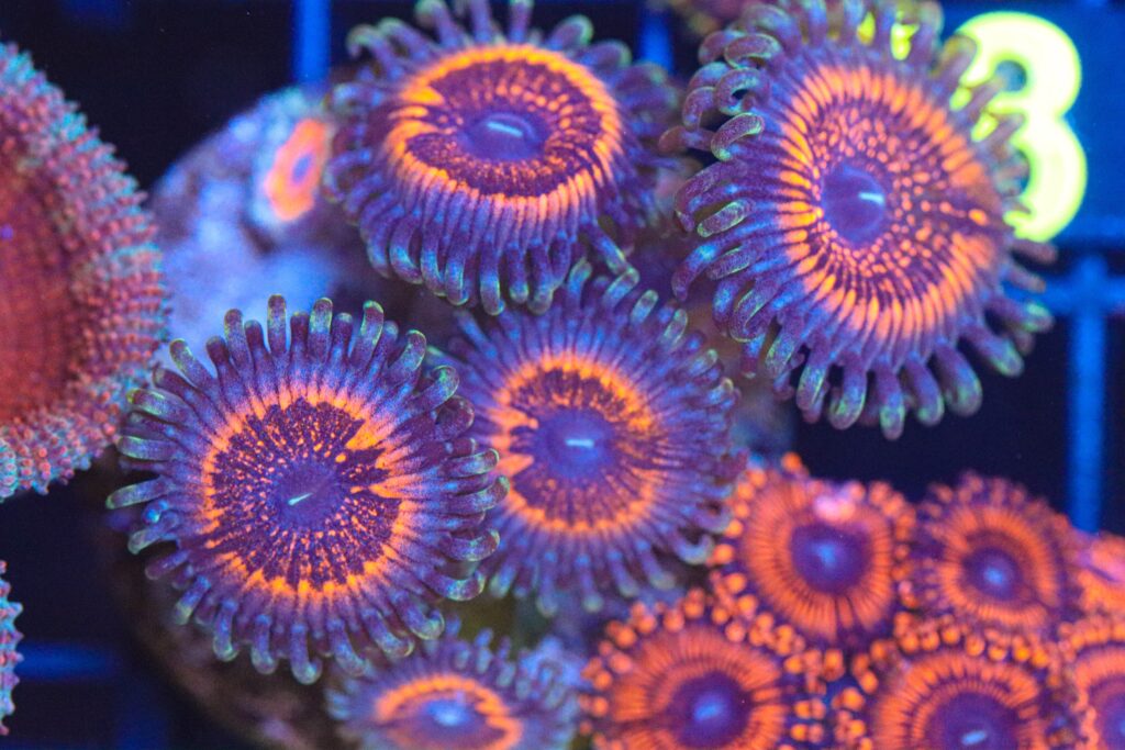 Frag Box Corals