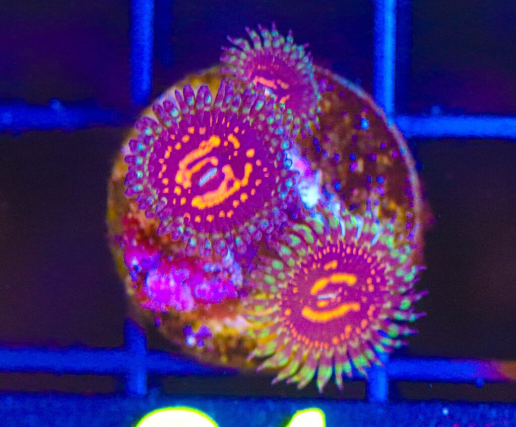 Frag Box Corals
