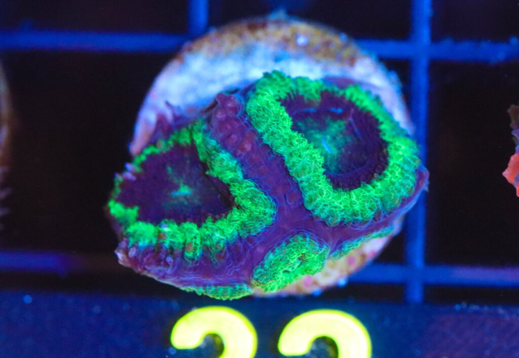 Frag Box Corals