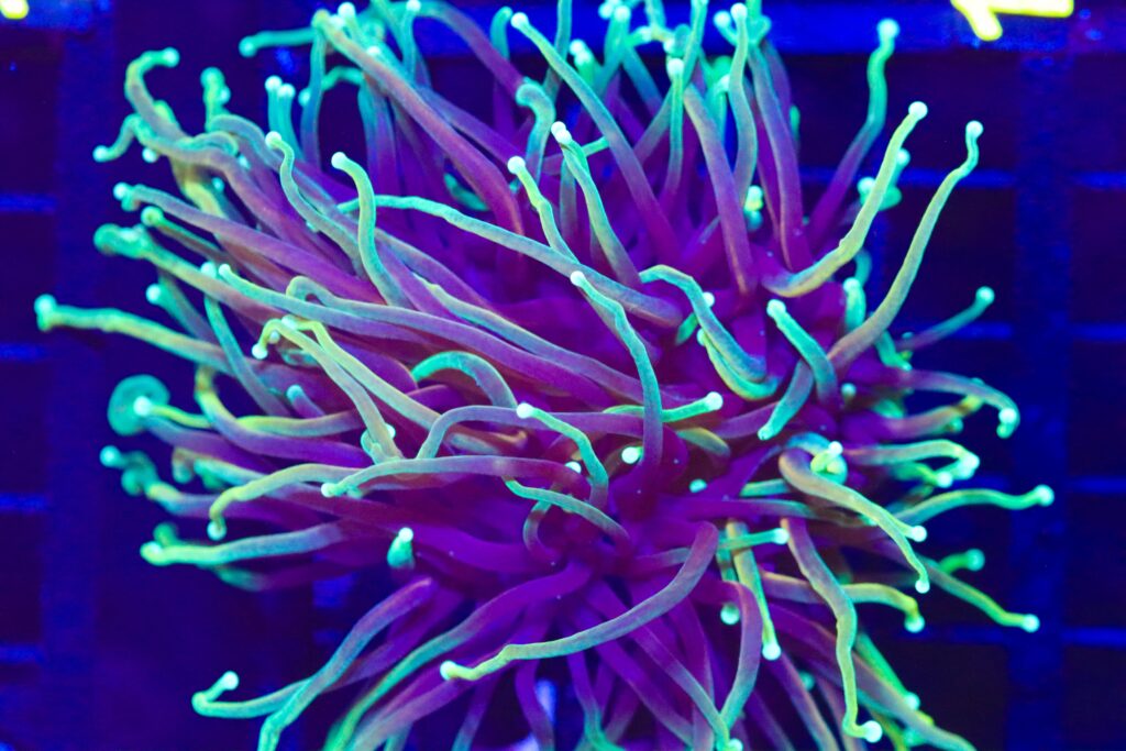 Frag Box Corals