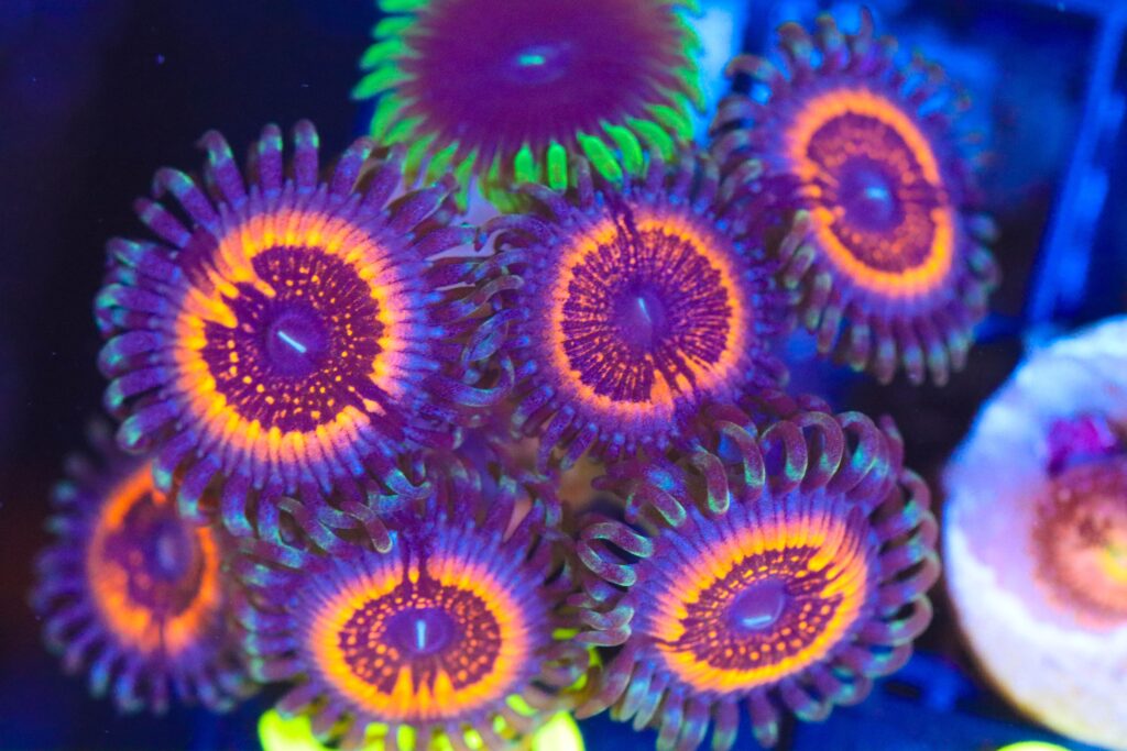 Frag Box Corals