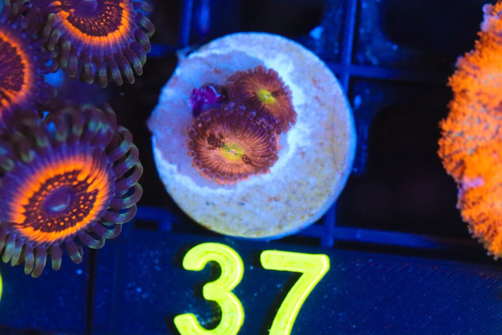 Frag Box Corals