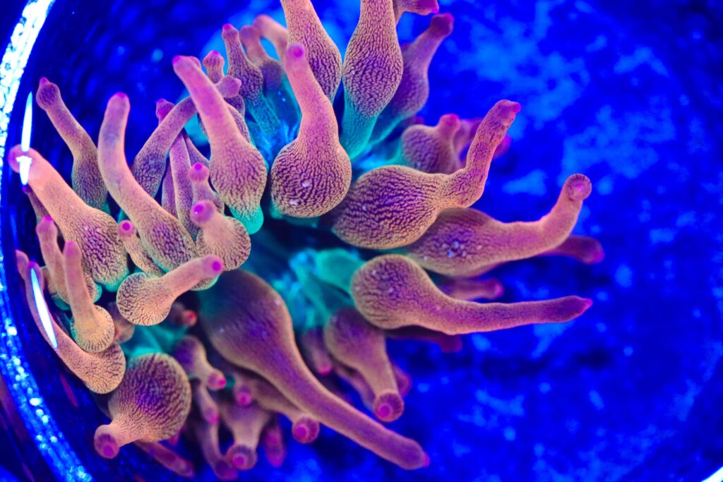 Frag Box Corals