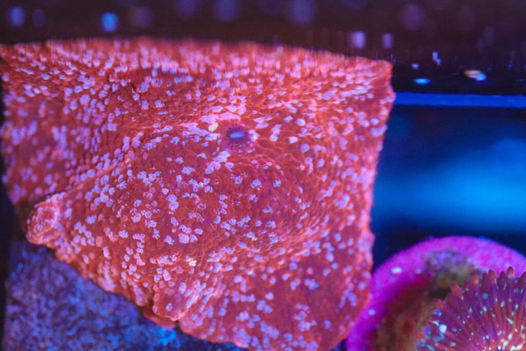 Frag Box Corals