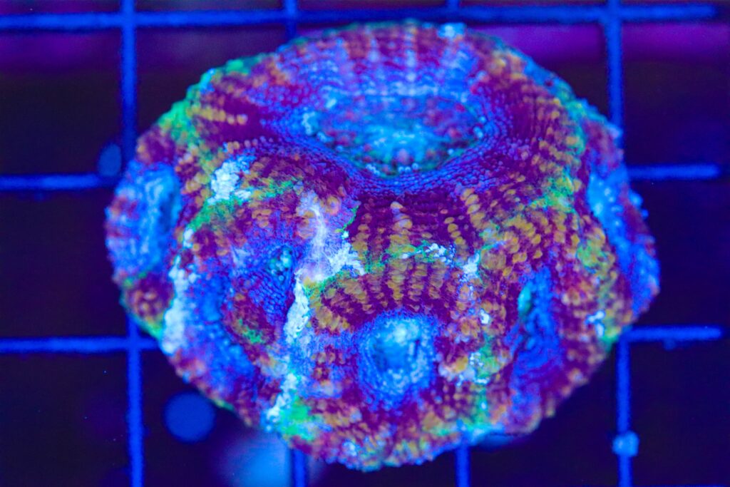 Frag Box Corals