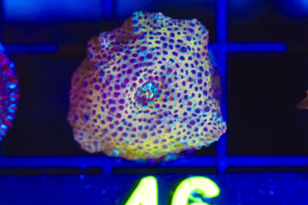 Frag Box Corals
