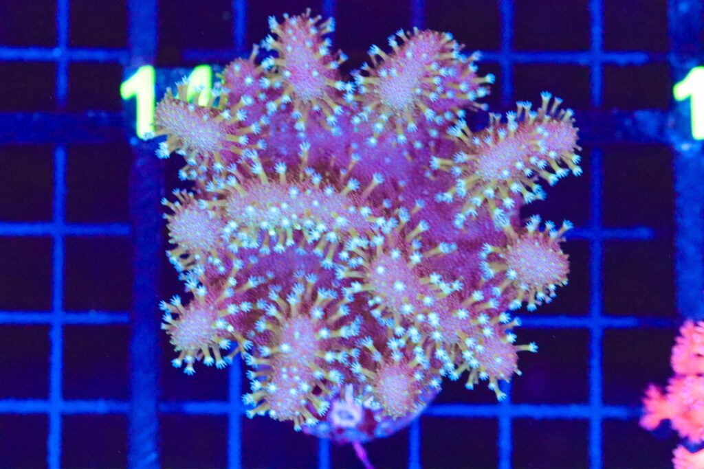 Frag Box Corals