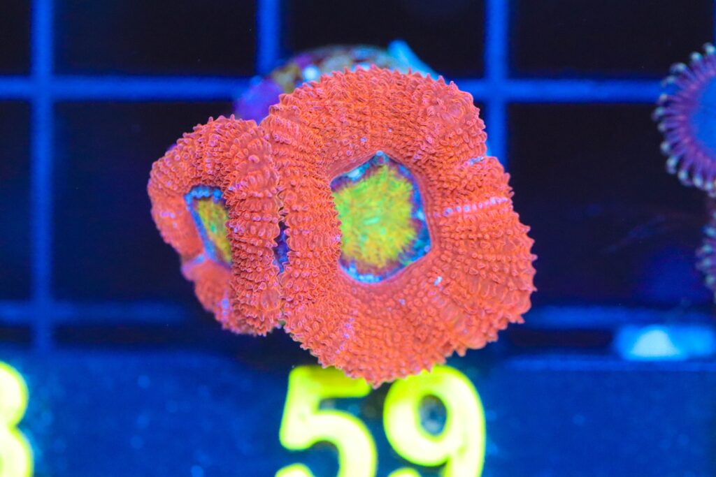 Frag Box Corals
