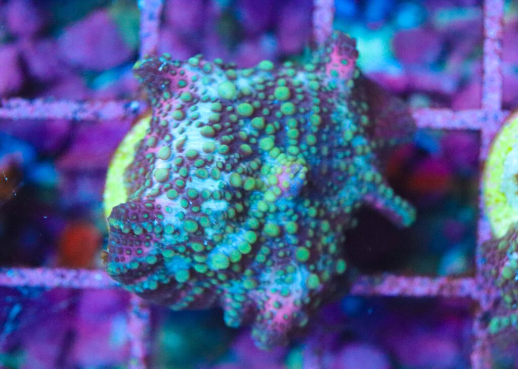 Frag Box Corals