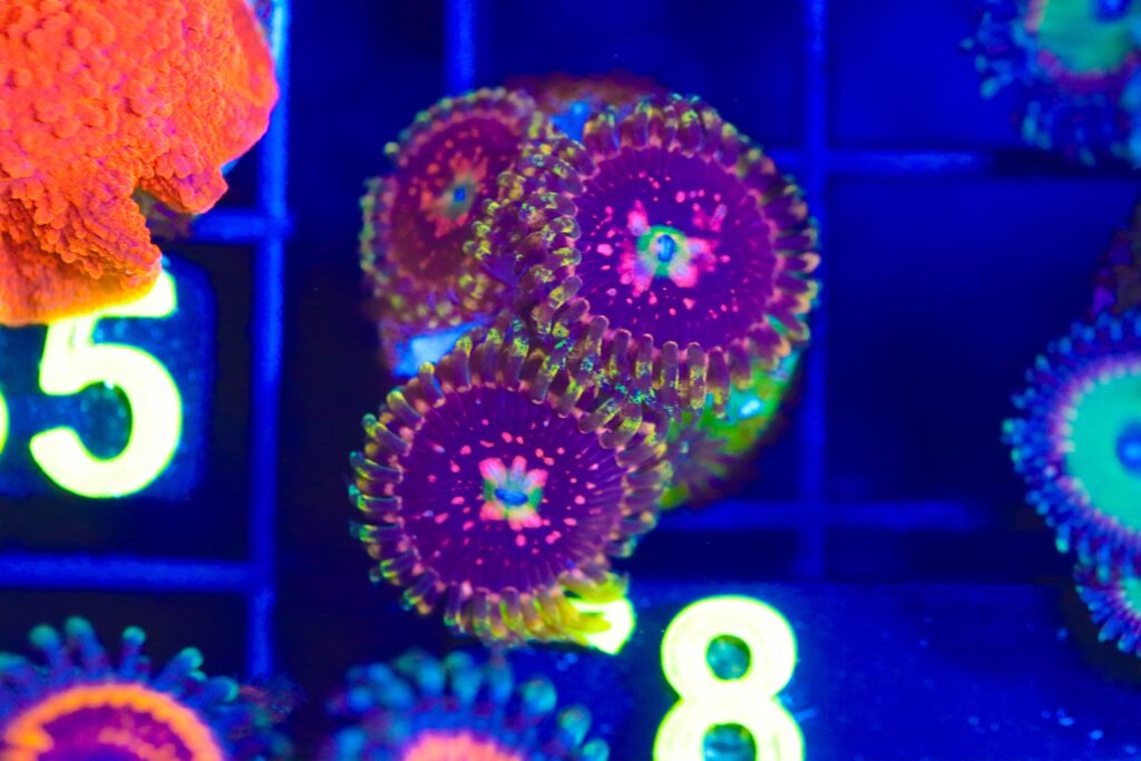 Frag Box Corals